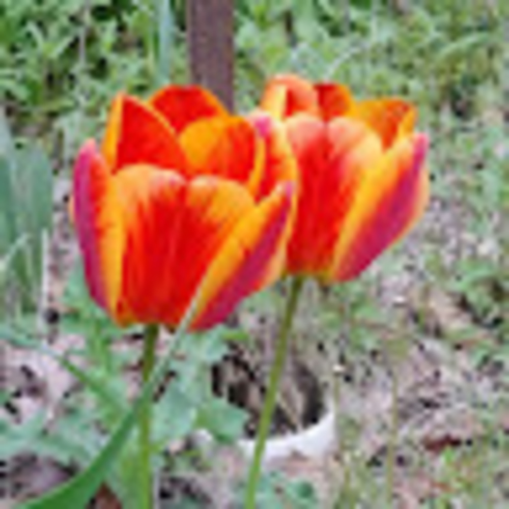 Meet your Posher, Helen